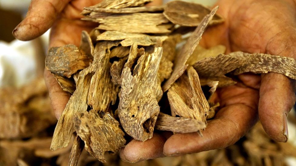 Agarwood is formed when damaged Aquilaria trees are infected with mould (Credit: HASSAN AMMAR/AFP/Getty Images)