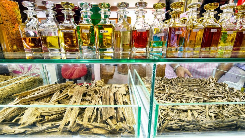 The resin in agarwood is used to produce oud oil, which is often described as ‘liquid gold’ (dave stamboulis/Alamy Stock Photo)