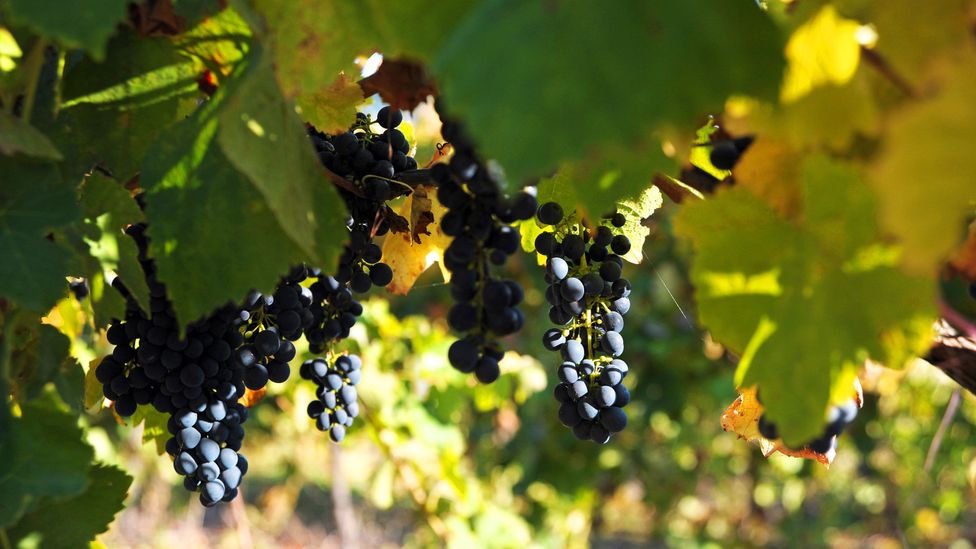 设拉子葡萄酒的产地遍及全球，从伊朗到美国（图片来源：Bloomberg/Contributor/Getty）