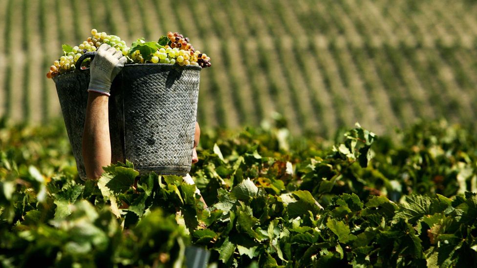 The story of Shiraz wine spans the globe, stretching from Iran to the USA (Credit: JOSE LUIS ROCA/AFP/Getty)