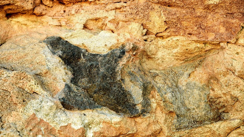 Over the years, the self-taught palaeontologist has made impressive finds in Moab (Credit: Gabbro/Alamy)