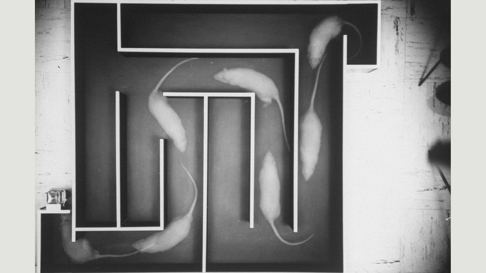 The rat's brain appears to replay its journey through a maze as it sleeps (Credit: Getty Images) The rat's brain appears to replay its journey through a maze as it sleeps (Credit: Getty Images)