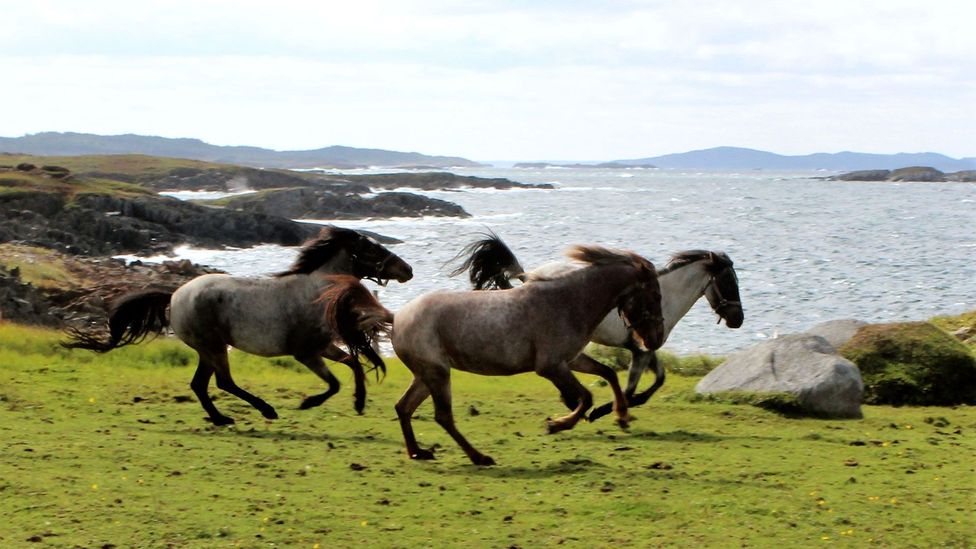 Newfoundland, pony Newfoundland, pony
