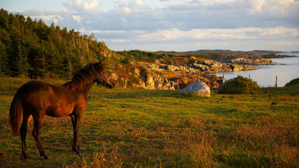 Newfoundland, pony Newfoundland, pony