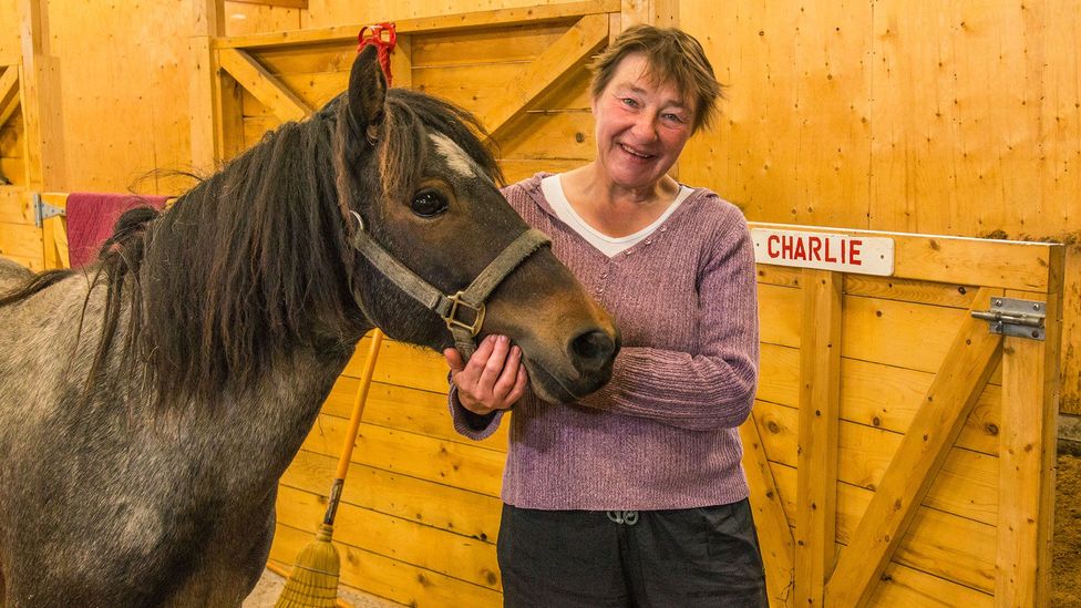 Newfoundland, Pony Newfoundland, Pony