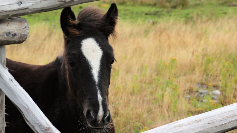 Newfoundland, pony Newfoundland, pony