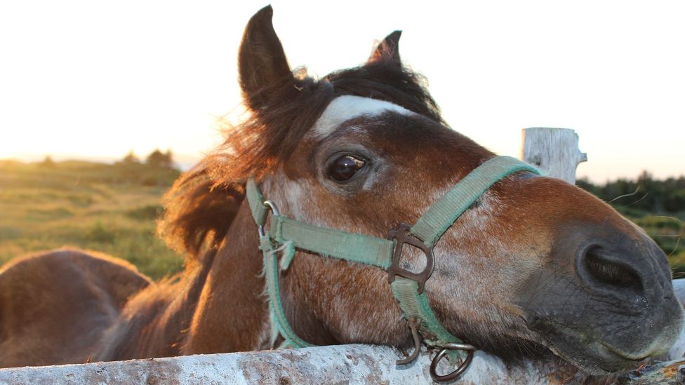 Newfoundland, pony Newfoundland, pony