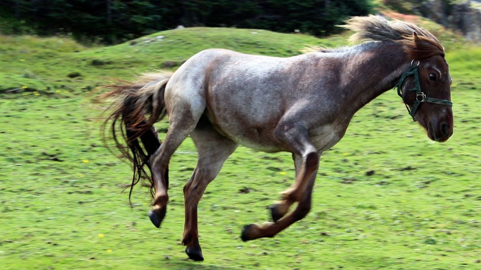 Newfoundland, pony Newfoundland, pony