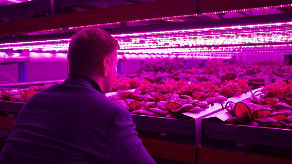Some companies are turning to vertical farming, which they say uses less water and grows crops faster than outdoor farms or greenhouses (Credit: Urban Crops) Some companies are turning to vertical farming, which they say uses less water and grows crops faster than outdoor farms or greenhouses (Credit: Urban Crops)