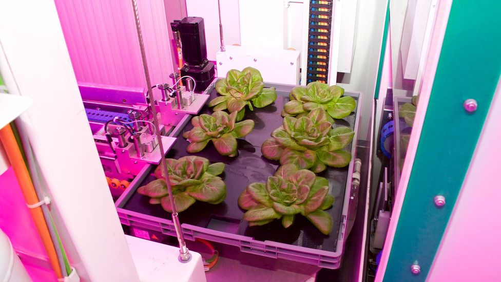 Vertical farm companies hope to one day sell consumers indoor kits of their own for the ultimate 'farm to table' experience (Credit: Urban Crops)