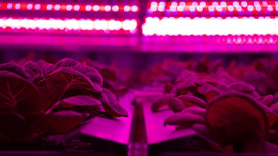 How vertical farming reinvents agriculture - BBC Future