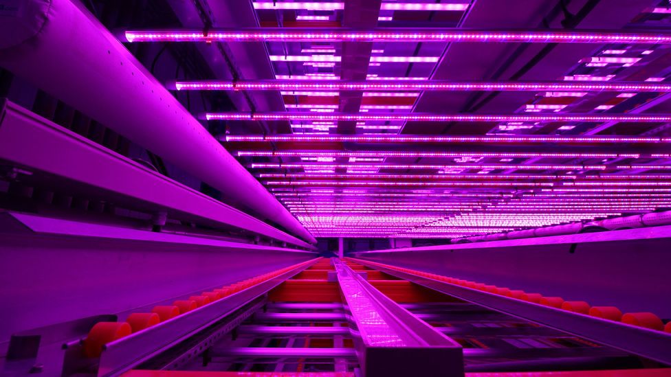 Despite futuristic appearances, some vertical farming facilities are built inside old factories or abandoned warehouses (Credit: Chris Baraniuk)