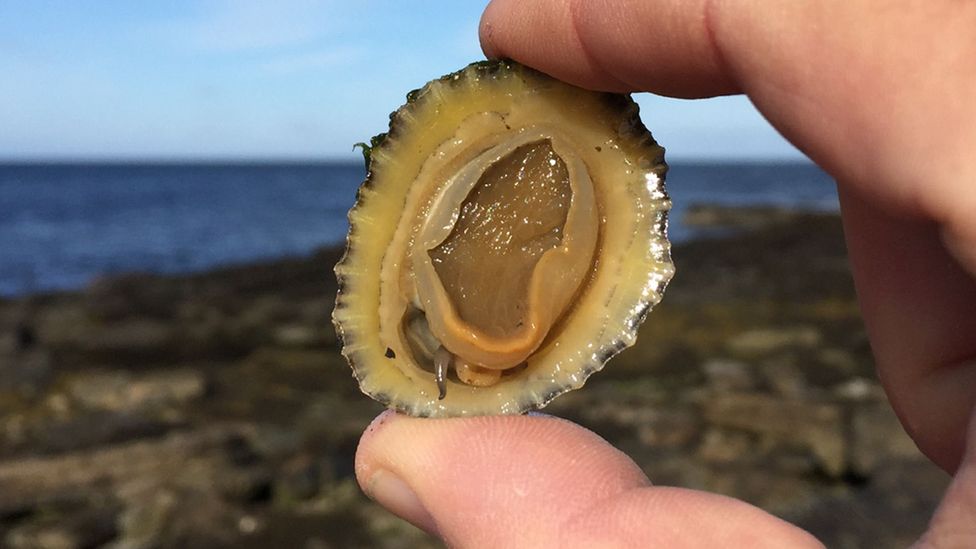 Limpets are abundant in Orkney… but surprisingly difficult to harvest (Credit: John Scott Lewinski)