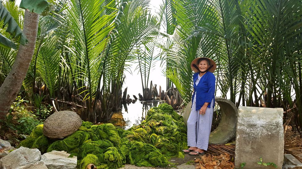 Nipa palms are the only palms adapted to salty coastal waters (Credit: Cam Thanh’s Women Union) Nipa palms are the only palms adapted to salty coastal waters (Credit: Cam Thanh’s Women Union)