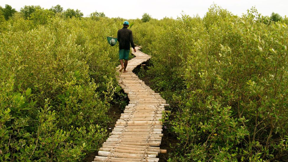 Officials say Vietnam’s best bet may be to plant more mangrove trees (Credit: Harald Franzen/©GIZ) Officials say Vietnam’s best bet may be to plant more mangrove trees (Credit: Harald Franzen/©GIZ)