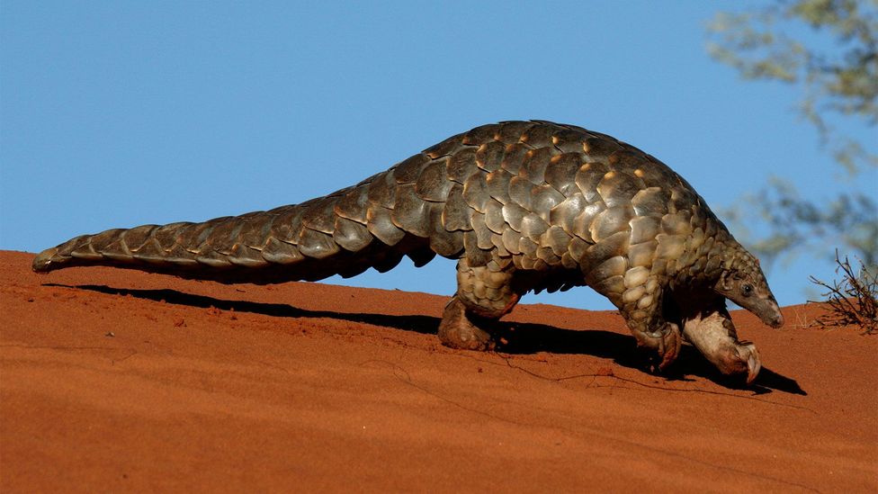 A Cape pangolin in the Kalahari Desert - one of the four species that can be found in Africa  (Credit: Alamy)