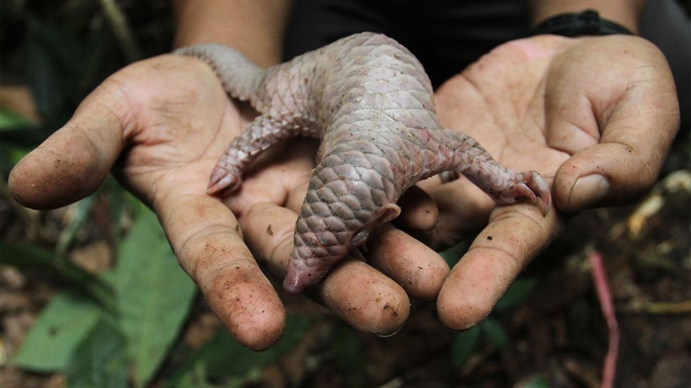 A baby pangolin, rescued from smugglers in North Sumatra (Credit: Getty Images)