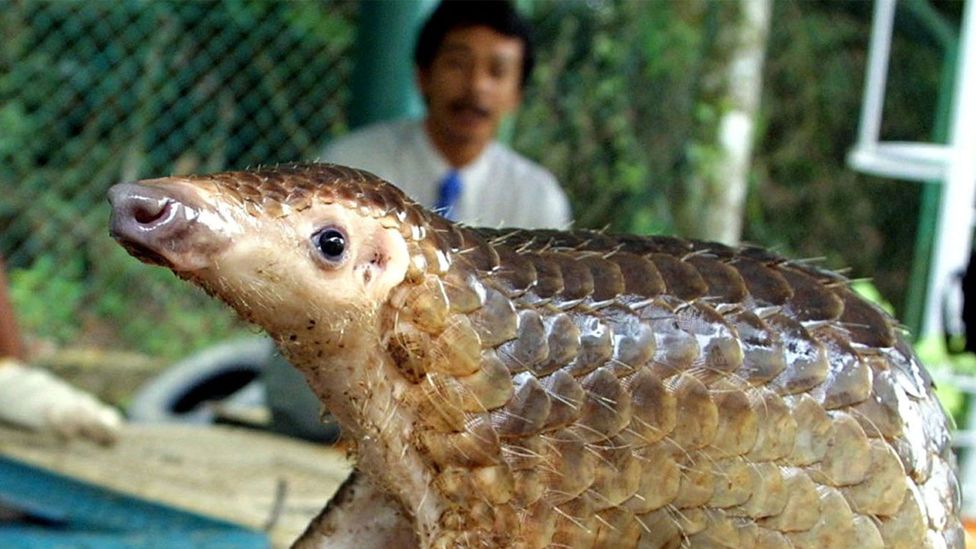 How to save the world's most trafficked mammal - BBC Future How to save the world's most trafficked mammal - BBC Future
