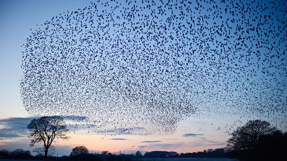 Drones are getting tinier, cheaper, and will start swarming in huge groups like flocks of birds (Credit: David Tipling Photo Library / Alamy Stock Photo)
