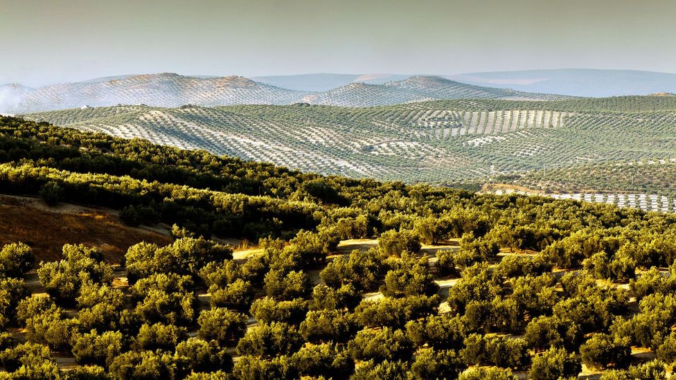 Andalucia was once one of the largest exporters of olive oil to Rome, Britannia and Germania (Credit: robertharding/Alamy)