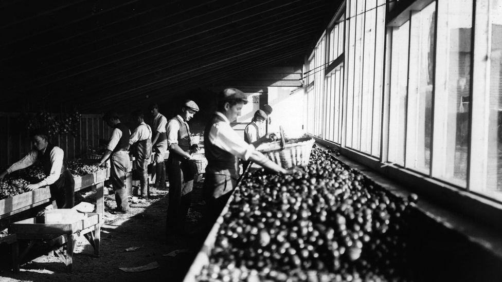 Apples used to be stored in farm sheds - but could only be eaten during the harvest season (Credit: Getty Images)