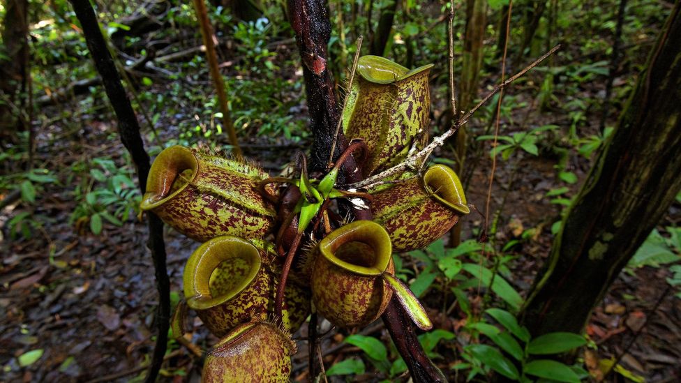 Pitcher plants use smells, colours and nectar to lure their prey (Credit: Goran Šafarek/Alamy)