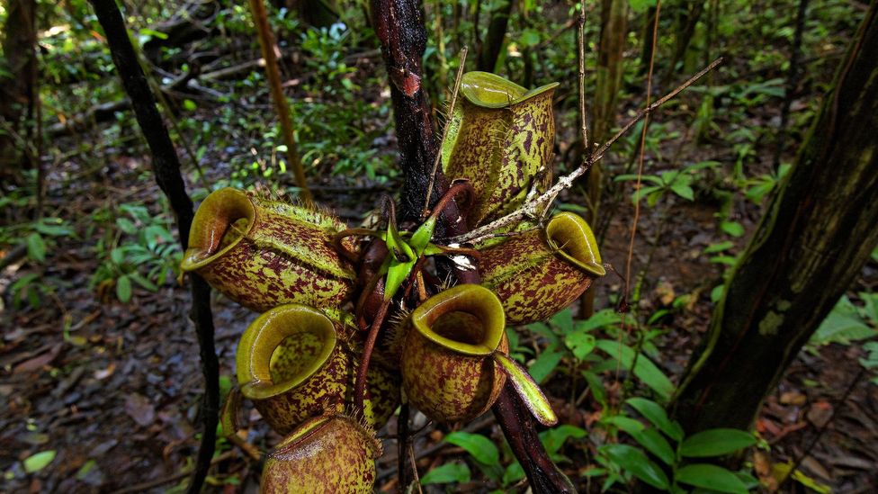 carnivorous plants eating