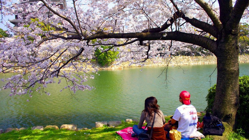 Nowhere is this celebration of the moment more evident than in cherry-blossom viewing (Credit: Angeles Marin Cabello)