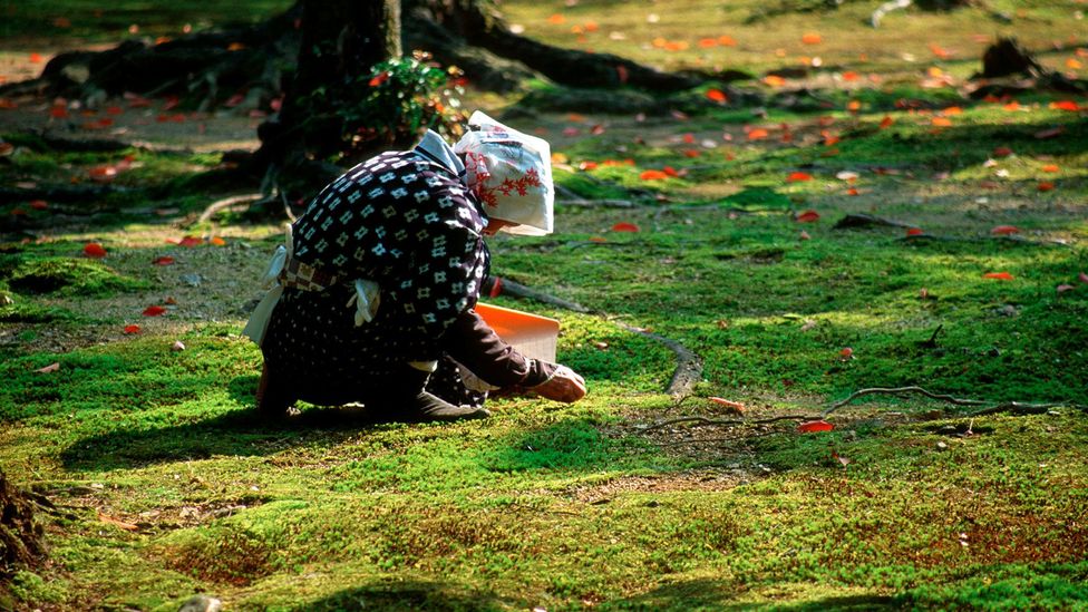 Even moss is appreciated by the mindful Japanese (Credit: Andrew Whitehead/Alamy)