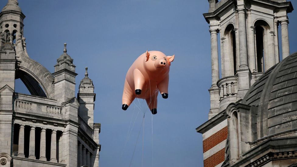 The Floating Pig That Became A Sign Of Protest c Culture