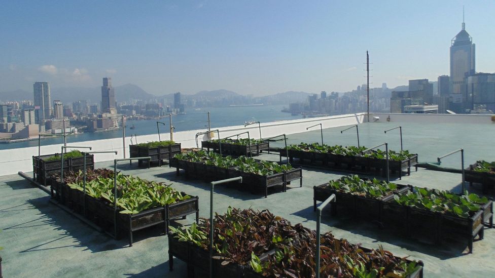 Thirty-nine stories high, the rooftop farm on the Bank of America Tower adds some much needed greenery to the concrete jungle (Credit: Robert Davies) Thirty-nine stories high, the rooftop farm on the Bank of America Tower adds some much needed greenery to the concrete jungle (Credit: Robert Davies)