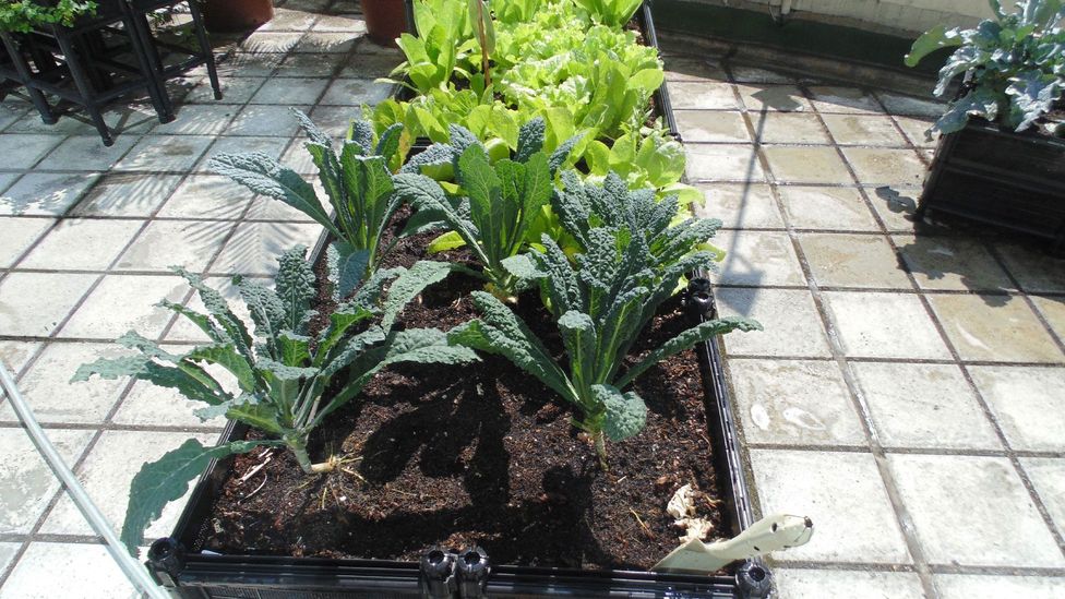 Hong Kong's climate makes it ideal for growing vegetables all year round (Credit: Robert Davies) Hong Kong's climate makes it ideal for growing vegetables all year round (Credit: Robert Davies)