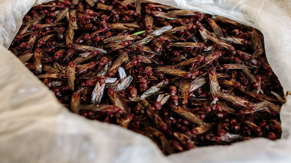 Mexicans have eaten insects since the Mesoamerican times (Credit: Nikhol Esteras)