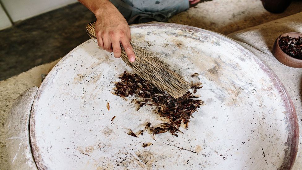 Families all over the region sweep them up and toast them on the comal – a flat griddle (Credit: Nikhol Esteras)