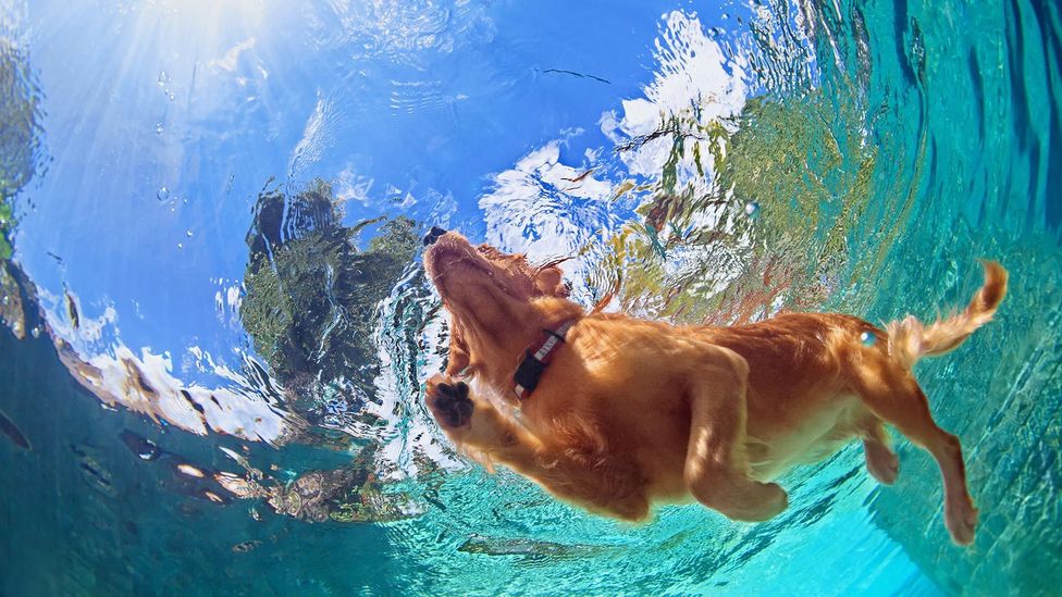 Some dogs' compulsive behaviour is related to water - some will swim obsessively for hours (Credit: iStock)