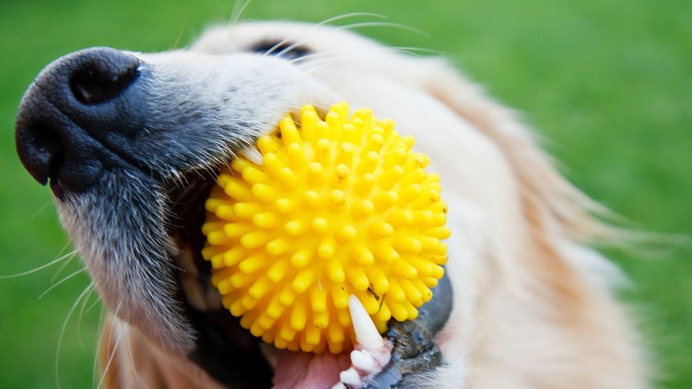 Many dogs like to chew - but when does it become an obsession? (Credit: iStock)