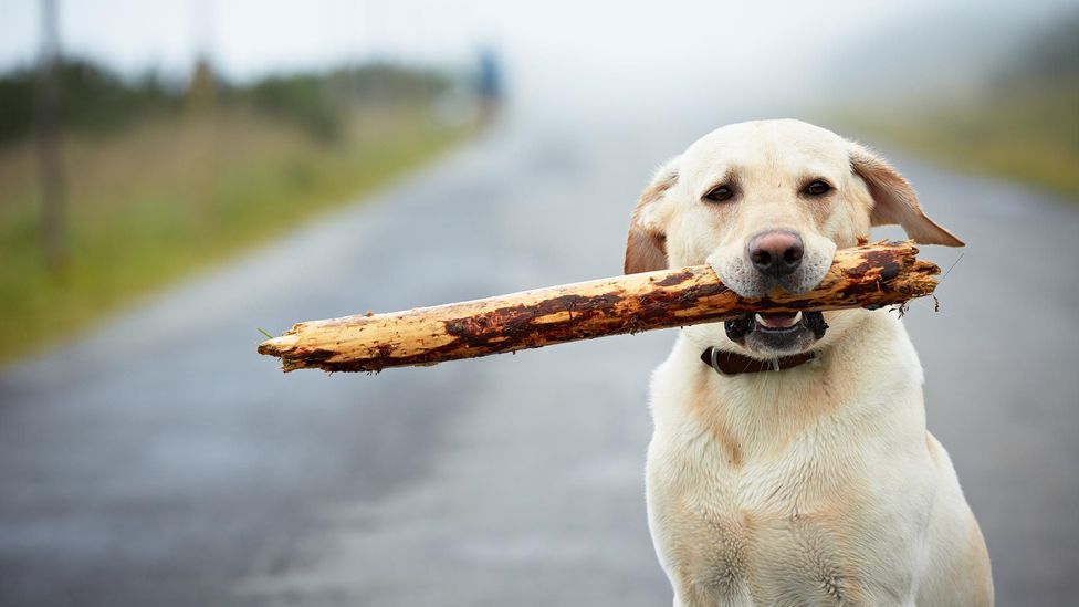 Many labradors with CCD compulsively carry objects in their mouths (Credit: iStock)