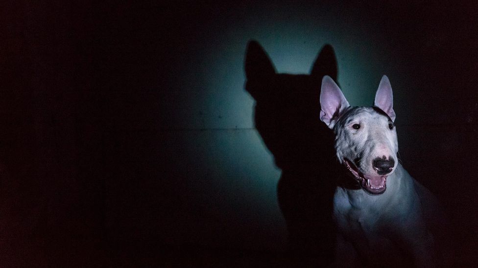 Chasing tails can be a compulsive trait in bull terriers (Credit: iStock)