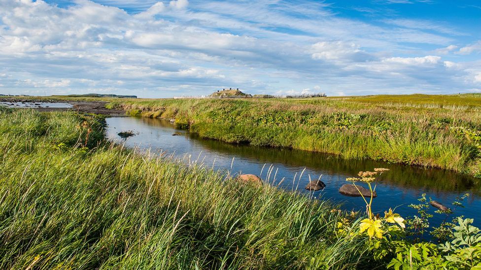 In some places wild grapes grew, prompting the Viking name this area ‘Vinland’ (Credit: Michael Runkel/Alamy) In some places wild grapes grew, prompting the Viking name this area ‘Vinland’ (Credit: Michael Runkel/Alamy)