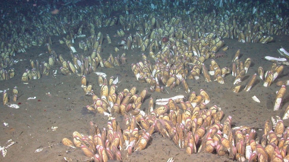 The organisms carried in the sediment may help feed other animals that flourish nearby (Credit: MBARI)