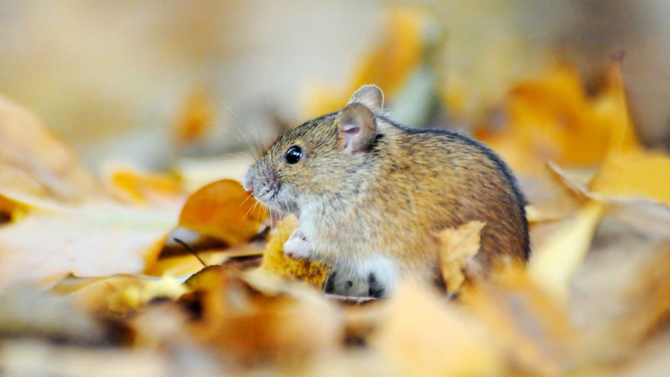 The team behind the TV show QI turn their attention to weighty matters such as a vole's love life (Credit: iStock) The team behind the TV show QI turn their attention to weighty matters such as a vole's love life (Credit: iStock)