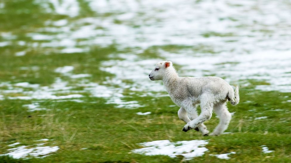 It’s not difficult to figure out why a light spring snowfall is known as a ‘lambing storm’ (Credit: Alamy) It’s not difficult to figure out why a light spring snowfall is known as a ‘lambing storm’ (Credit: Alamy)