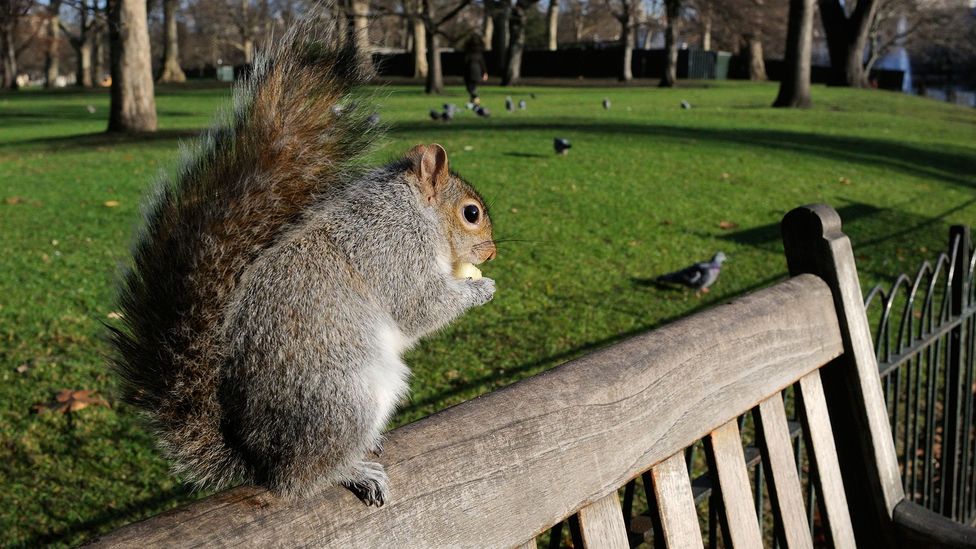 Squirrels thrive in parks because nut-bearing trees are looked after (Credit: Alamy)