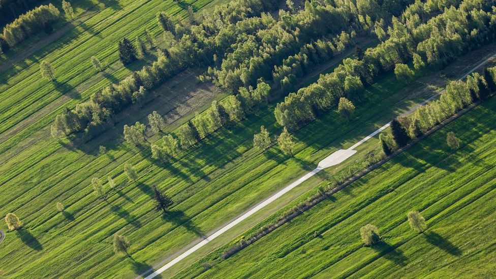 Managed forests tend to have a high turnover of trees - which has benefitted species like deer(Credit: Alamy)