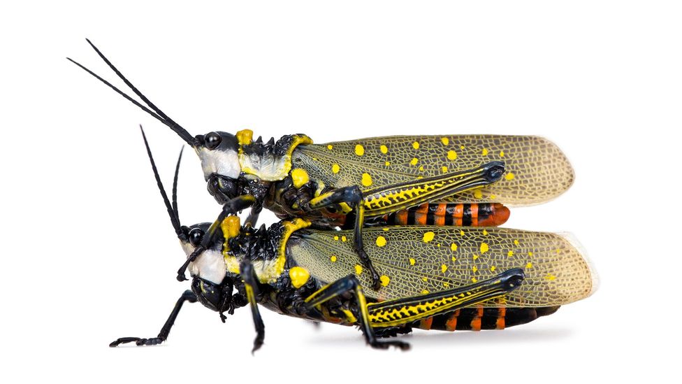 Pair of locusts (Credit: Alamy)
