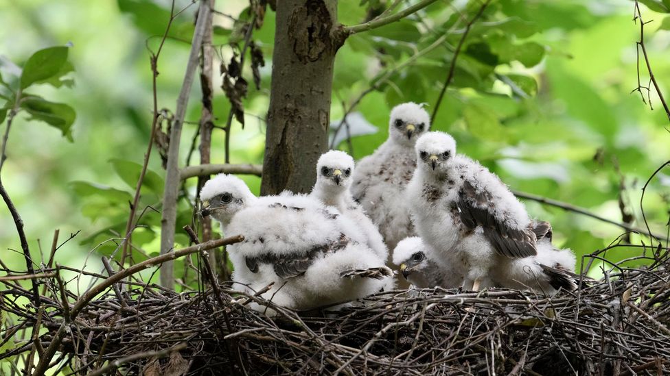 Some predatory birds are hatching after their prey, meaning they have less to eat (Credit: Alamy)