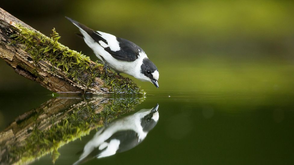 Many birds, like flycatchers, are hatching earlier to make the most of abundant food (Credit: Alamy) Many birds, like flycatchers, are hatching earlier to make the most of abundant food (Credit: Alamy)