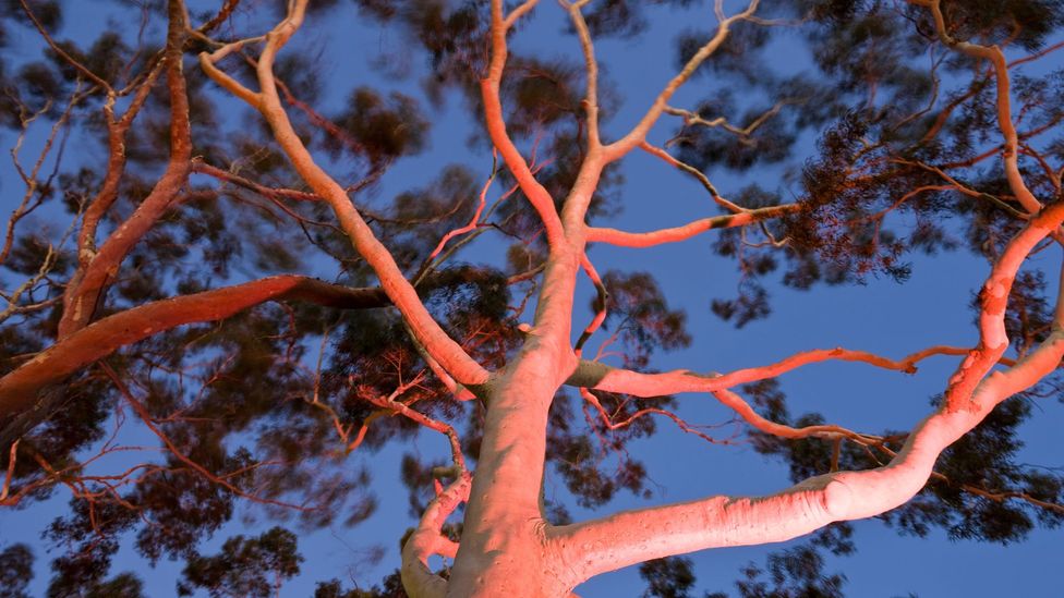 “Trees are poems the earth writes upon the sky,” wrote Lebanese-American poet Kahlil Gibran. (Credit: Peter Adams Photography Ltd/Alamy)