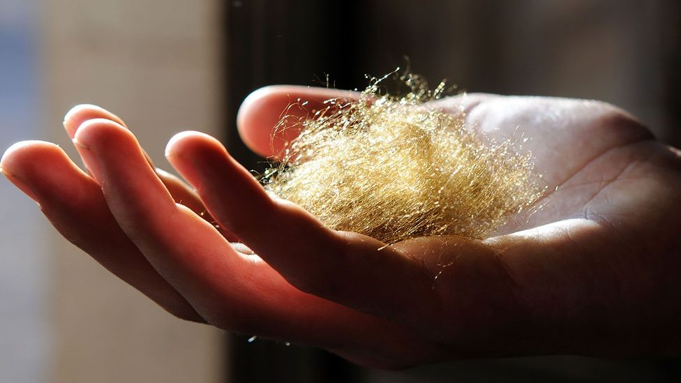 Byssus, or sea silk, is one of the most coveted materials in the world (Credit: Luigi Garavaglia)