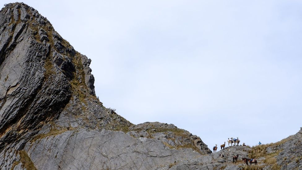 Llamas on a mountain ridge along the Qhapaq Ñan in Peru (Credit: Kevin Floerke) Llamas on a mountain ridge along the Qhapaq Ñan in Peru (Credit: Kevin Floerke)